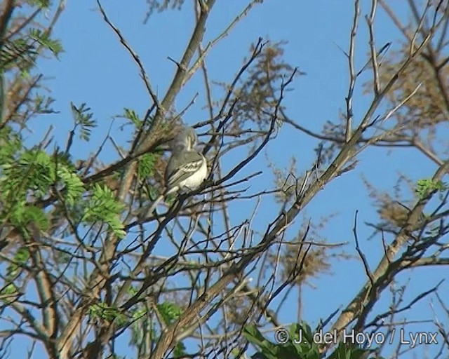 Suiriri Flycatcher - ML201273001