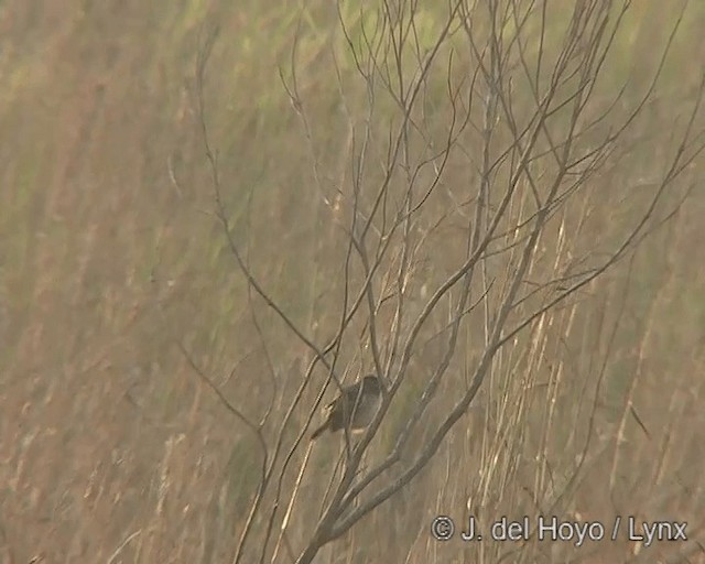 Bruant des savanes - ML201273011