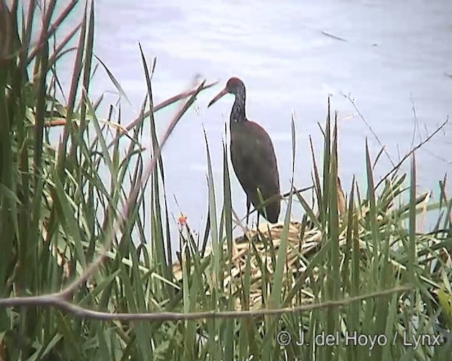 Limpkin (Brown-backed) - ML201273021