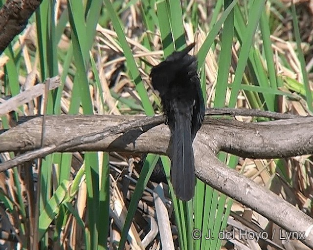 Smooth-billed Ani - ML201273041