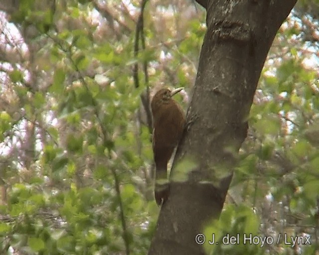 Black-banded Woodcreeper - ML201273051