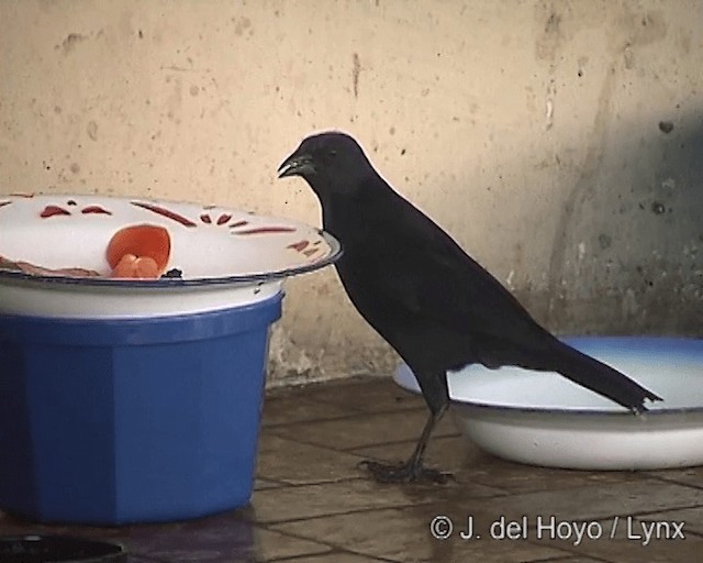 Chopi Blackbird - ML201273151