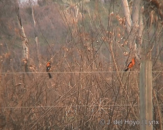 Orange-backed Troupial - ML201273171