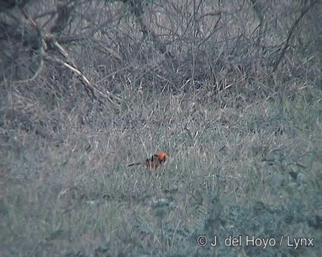 Oriole à dos orange - ML201273181