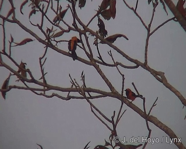 Orange-backed Troupial - ML201273191