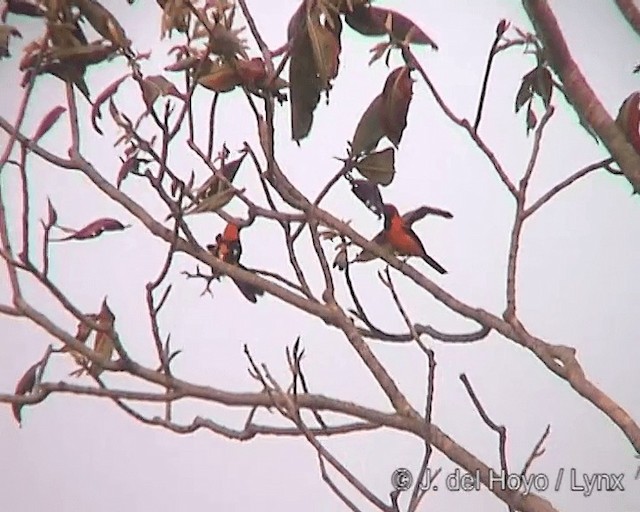 Orange-backed Troupial - ML201273201