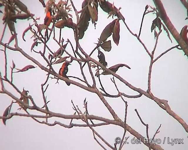 Oriole à dos orange - ML201273211