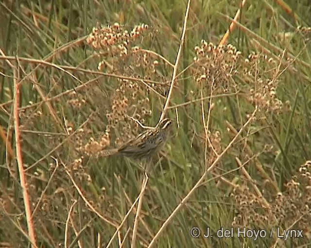 White-browed Meadowlark - ML201273231