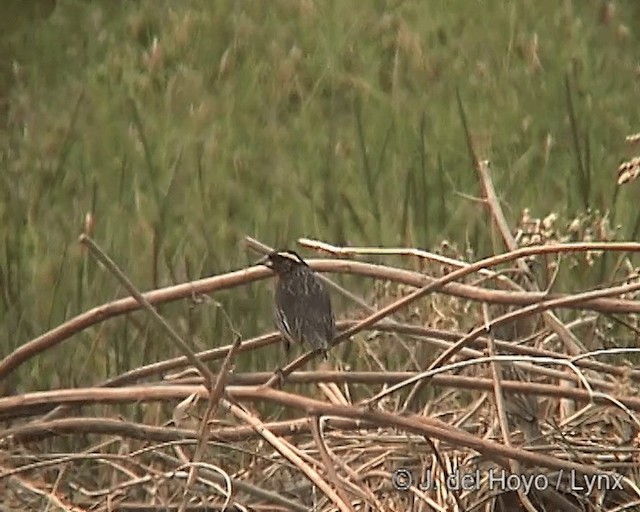 White-browed Meadowlark - ML201273241