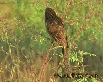 Lesser Coucal - ML201273251