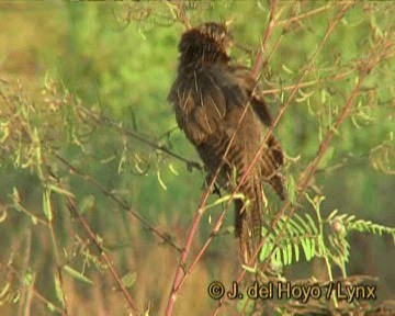 Lesser Coucal - ML201273261