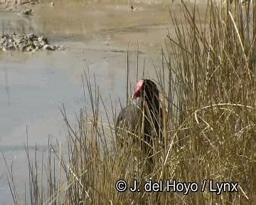 Gallinule d'Amérique - ML201273291