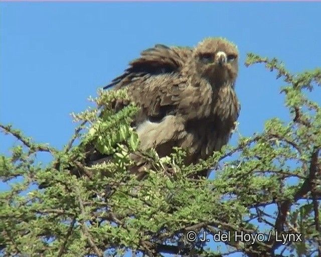 Tawny Eagle - ML201273381