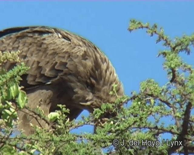 Tawny Eagle - ML201273391