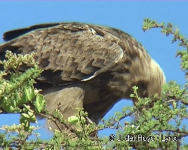 Tawny Eagle - ML201273401