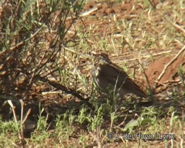 Fawn-colored Lark (Foxy) - ML201273421