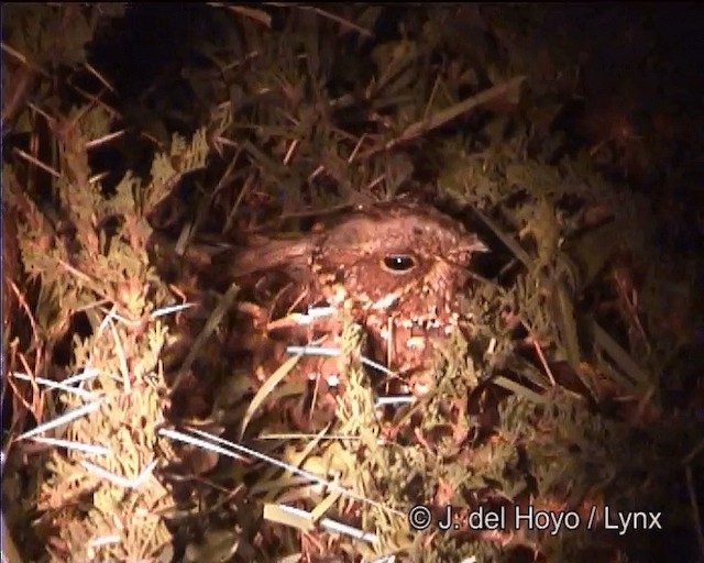 Donaldson Smith's Nightjar - ML201273441