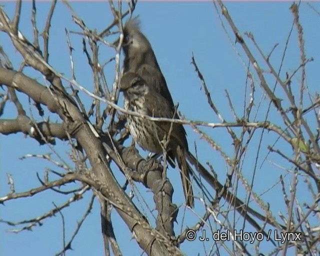 Spotted Morning-Thrush - ML201273501