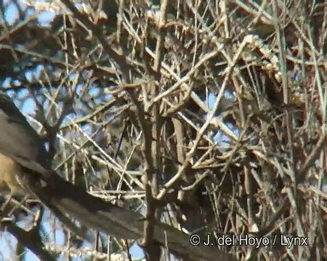 Speckled Mousebird - ML201273521