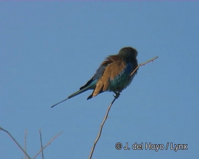 mandelík fialovoprsý (ssp. lorti) - ML201273531