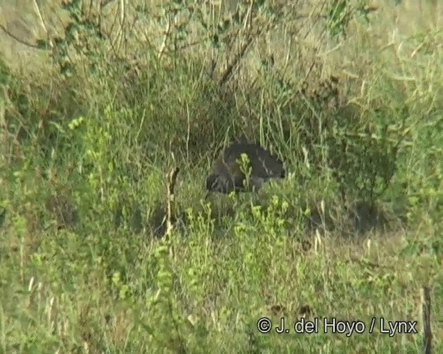 Outarde du Sénégal (groupe senegalensis) - ML201273551