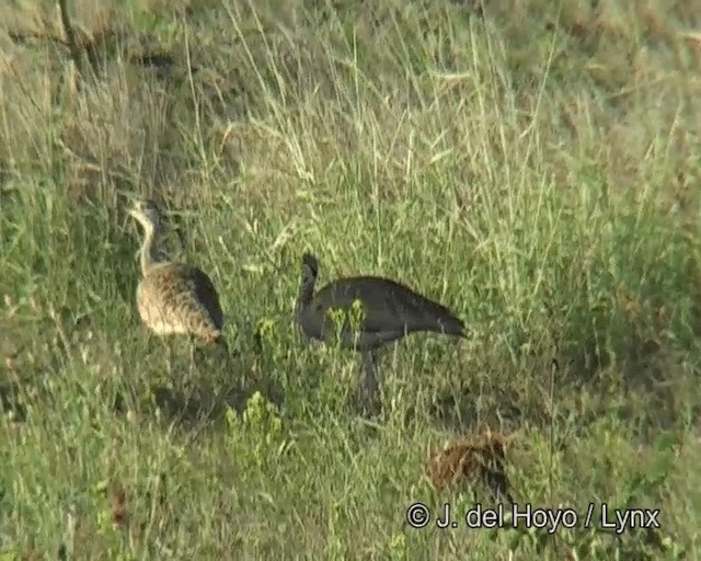 savannetrappe (senegalensis gr.) - ML201273561