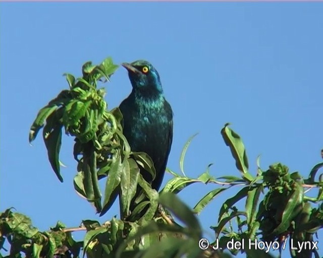 Greater Blue-eared Starling - ML201273581