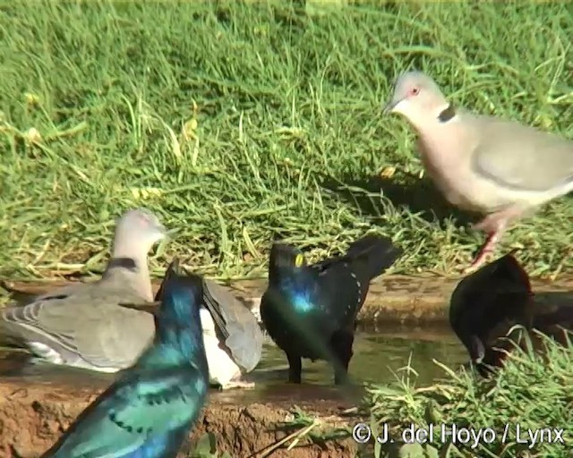 Greater Blue-eared Starling - ML201273591