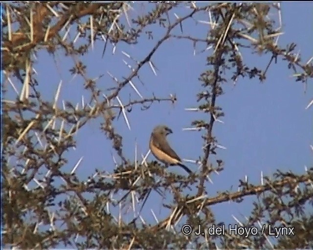 Gray-headed Silverbill - ML201273621