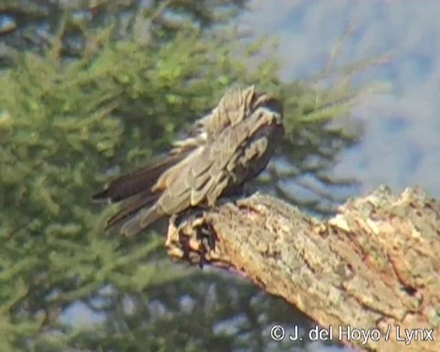 luňák hnědý (ssp. aegyptius/parasitus) - ML201273631