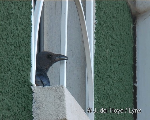 Red-winged Starling - ML201273651