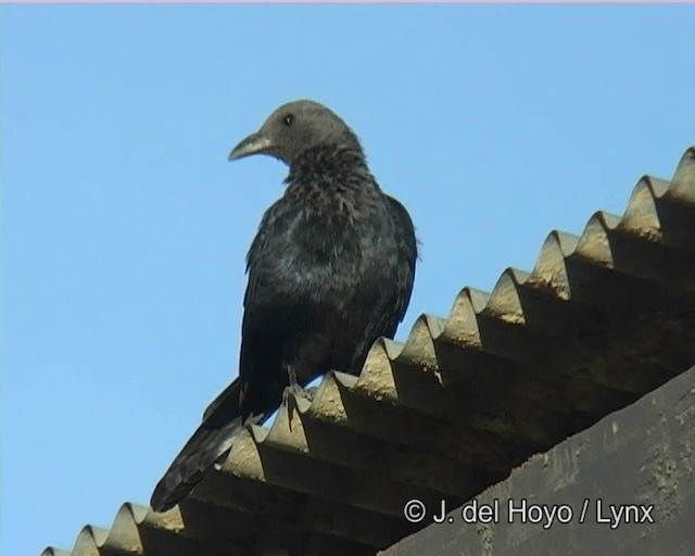 Red-winged Starling - ML201273661