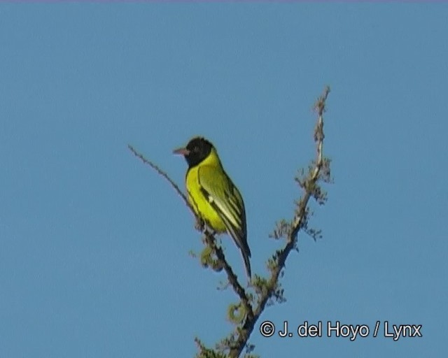 African Black-headed Oriole - ML201273681