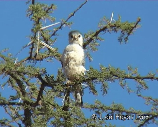 Pygmy Falcon - ML201273691