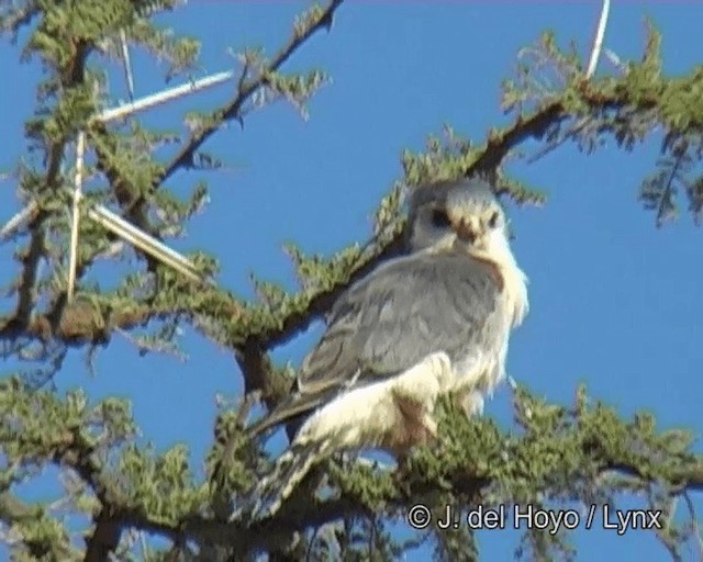 Pygmy Falcon - ML201273701