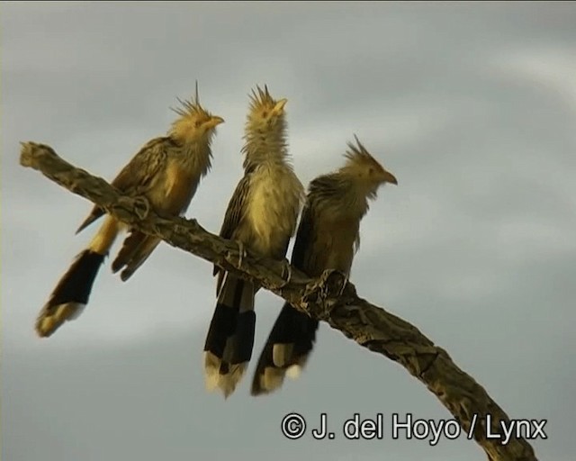 Guira Cuckoo - ML201273791