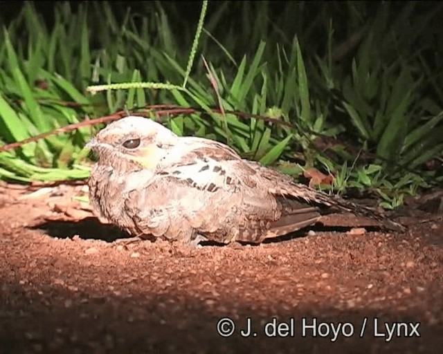 Common Pauraque - ML201273811