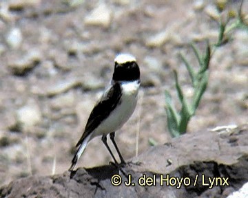 Atlas Wheatear - ML201273941