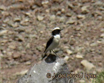 Atlas Wheatear - ML201273951