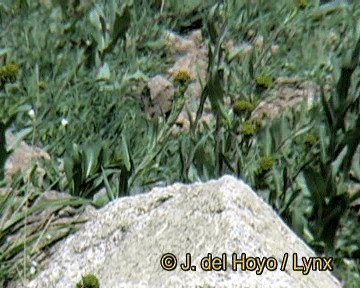 Atlas Wheatear - ML201273961