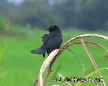 Chestnut-capped Blackbird - ML201274171