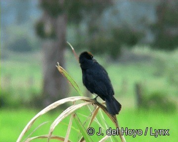 Chestnut-capped Blackbird - ML201274181