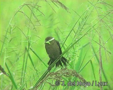 Chestnut-capped Blackbird - ML201274191