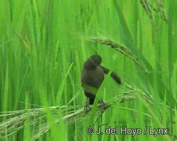 Chestnut-capped Blackbird - ML201274201