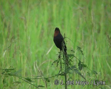 Chestnut-capped Blackbird - ML201274211