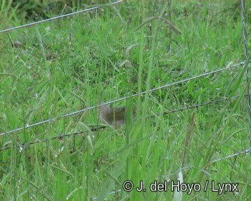 Kama Kuyruklu Otlak İspinozu - ML201274241