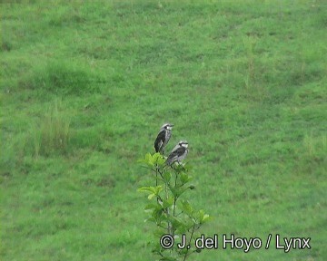 Streamer-tailed Tyrant - ML201274261