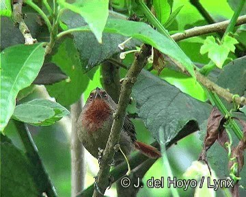 Orange-eyed Thornbird - ML201274281