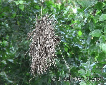 Orange-eyed Thornbird - ML201274291