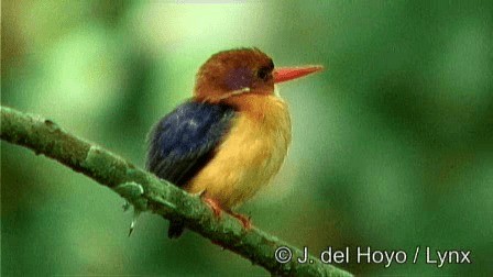 Martín Pigmeo del Congo - ML201274361